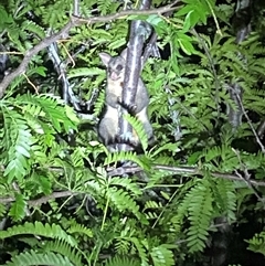 Trichosurus vulpecula (Common Brushtail Possum) at Jerrabomberra, NSW - 16 Nov 2024 by SteveBorkowskis