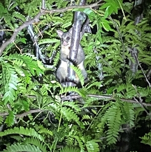 Trichosurus vulpecula at Jerrabomberra, NSW - 16 Nov 2024