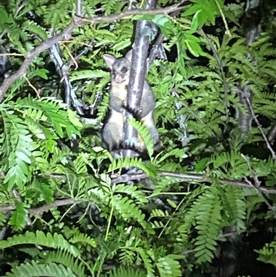 Trichosurus vulpecula (Common Brushtail Possum) at Jerrabomberra, NSW - 16 Nov 2024 by SteveBorkowskis