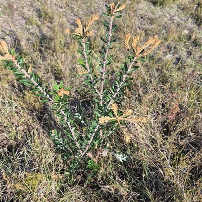 Banksia marginata (Silver Banksia) at Borough, NSW - 16 Nov 2024 by clarehoneydove