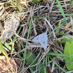 Dichromodes estigmaria at Mount Fairy, NSW - 16 Nov 2024