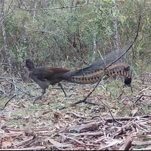 Menura novaehollandiae at Mongarlowe, NSW - 15 Nov 2024