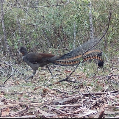 Menura novaehollandiae (Superb Lyrebird) at Mongarlowe, NSW - 14 Nov 2024 by LisaH