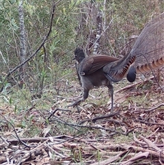 Menura novaehollandiae at Mongarlowe, NSW - 15 Nov 2024