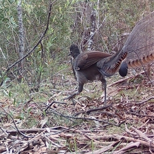 Menura novaehollandiae at Mongarlowe, NSW - 15 Nov 2024