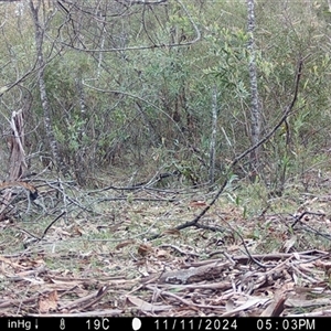 Menura novaehollandiae at Mongarlowe, NSW - 15 Nov 2024