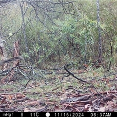 Menura novaehollandiae at Mongarlowe, NSW - 15 Nov 2024