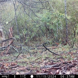 Menura novaehollandiae at Mongarlowe, NSW - 15 Nov 2024