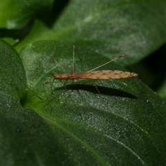 Chinoneides tasmaniensis (Stilt bug) at Freshwater Creek, VIC - 10 Nov 2024 by WendyEM