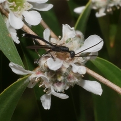 Gasteruption sp. (genus) (Gasteruptiid wasp) at Freshwater Creek, VIC - 7 Nov 2024 by WendyEM