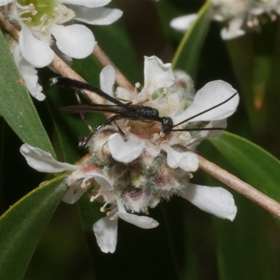 Gasteruption sp. (genus) (Gasteruptiid wasp) at Freshwater Creek, VIC - 7 Nov 2024 by WendyEM