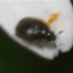 Eurhopalus sp. (genus) at Freshwater Creek, VIC - 5 Nov 2024 03:55 PM