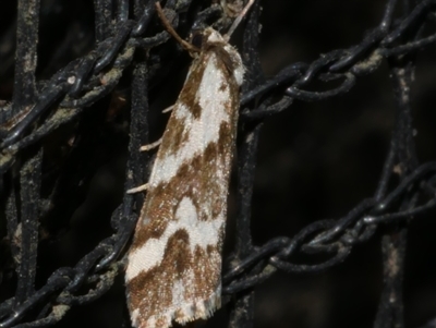 Damias procrena (Procrena Footman) at Freshwater Creek, VIC - 11 Nov 2024 by WendyEM