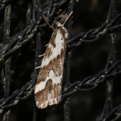 Damias procrena (Procrena Footman) at Freshwater Creek, VIC - 11 Nov 2024 by WendyEM