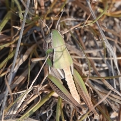 Praxibulus sp. (genus) at Hall, ACT - 16 Nov 2024 by Anna123