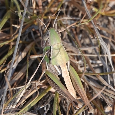 Praxibulus sp. (genus) at Hall, ACT - 16 Nov 2024 by Anna123