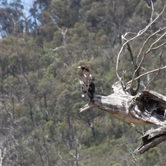 Aquila audax (Wedge-tailed Eagle) at Rendezvous Creek, ACT - 16 Nov 2024 by VanceLawrence