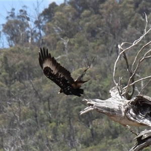 Aquila audax at Rendezvous Creek, ACT - 16 Nov 2024 01:20 PM