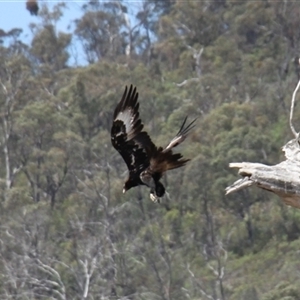 Aquila audax at Rendezvous Creek, ACT - 16 Nov 2024