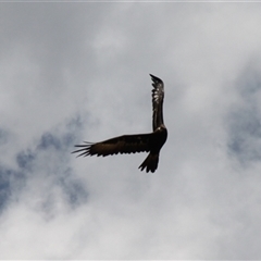 Aquila audax at Rendezvous Creek, ACT - 16 Nov 2024