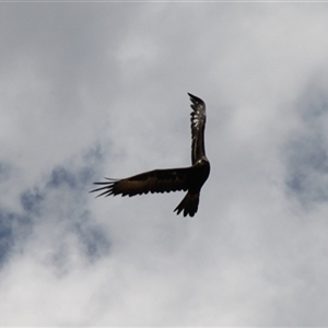 Aquila audax at Rendezvous Creek, ACT - 16 Nov 2024