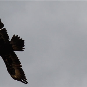 Aquila audax at Rendezvous Creek, ACT - 16 Nov 2024