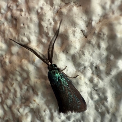 Pollanisus (genus) (A Forester Moth) at Watson, ACT - 17 Nov 2024 by AniseStar