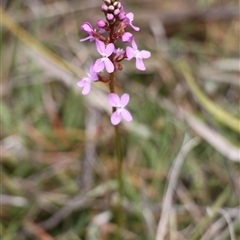 Stylidium graminifolium at Rendezvous Creek, ACT - 16 Nov 2024