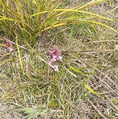 Stylidium graminifolium at Rendezvous Creek, ACT - 16 Nov 2024