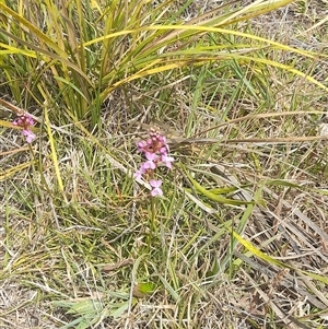 Stylidium graminifolium at Rendezvous Creek, ACT - 16 Nov 2024