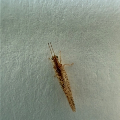 Micromus tasmaniae (Tasmanian Brown Lacewing) at Watson, ACT - 17 Nov 2024 by AniseStar