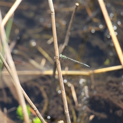 Austrolestes cingulatus (Metallic Ringtail) at Rendezvous Creek, ACT - 16 Nov 2024 by VanceLawrence