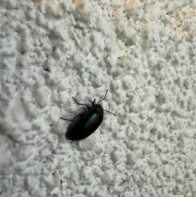 Chalcopteroides sp. (genus) (Rainbow darkling beetle) at Watson, ACT - 16 Nov 2024 by AniseStar