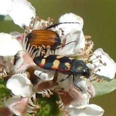 Castiarina sexplagiata by Curiosity