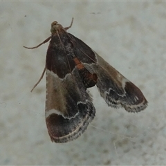 Pyralis farinalis (Meal Moth) at Hall, ACT - 15 Nov 2024 by Anna123