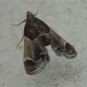 Pyralis farinalis at Hall, ACT - 16 Nov 2024