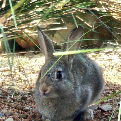 Oryctolagus cuniculus (European Rabbit) at Gundaroo, NSW - 17 Nov 2024 by Gunyijan