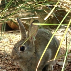 Oryctolagus cuniculus at Gundaroo, NSW - 17 Nov 2024 09:16 AM