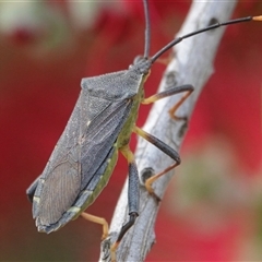 Gelonus tasmanicus (Leaf-footed bug) at Hall, ACT - 16 Nov 2024 by Anna123