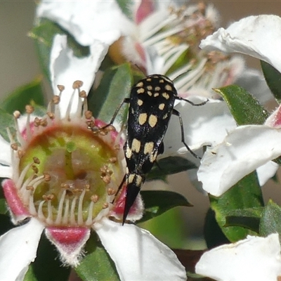 Mordella dumbrelli (Dumbrell's Pintail Beetle) at Colo Vale, NSW - 9 Nov 2024 by Curiosity