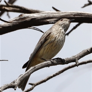 Pachycephala rufiventris at Rendezvous Creek, ACT - 16 Nov 2024