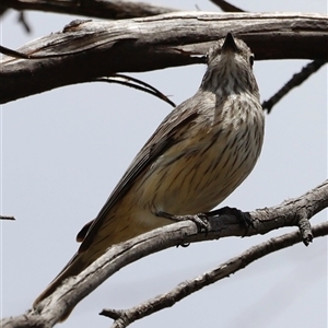 Pachycephala rufiventris at Rendezvous Creek, ACT - 16 Nov 2024