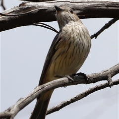 Pachycephala rufiventris at Rendezvous Creek, ACT - 16 Nov 2024