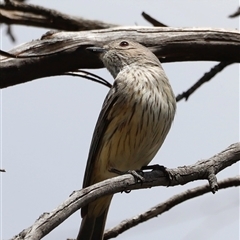 Pachycephala rufiventris at Rendezvous Creek, ACT - 16 Nov 2024