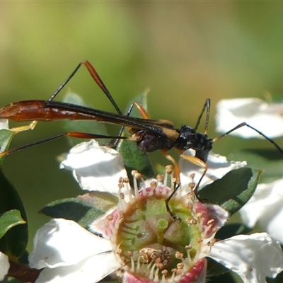 Macrones besti (Longhorn beetle) at Colo Vale, NSW - 10 Nov 2024 by Curiosity