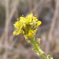 Hirschfeldia incana (Buchan Weed) at Cook, ACT - 9 Nov 2024 by lyndallh