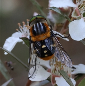 Scaptia (Scaptia) auriflua at Mongarlowe, NSW - suppressed