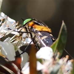 Scaptia (Scaptia) auriflua at Mongarlowe, NSW - suppressed