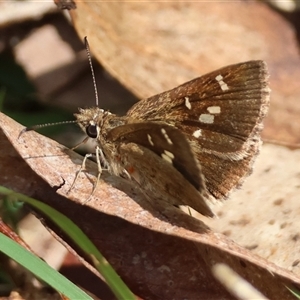 Toxidia parvula at Mongarlowe, NSW - 16 Nov 2024