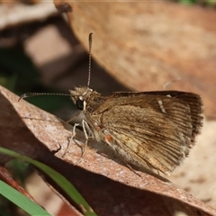 Toxidia parvula at Mongarlowe, NSW - 16 Nov 2024